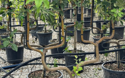 piante da frutta